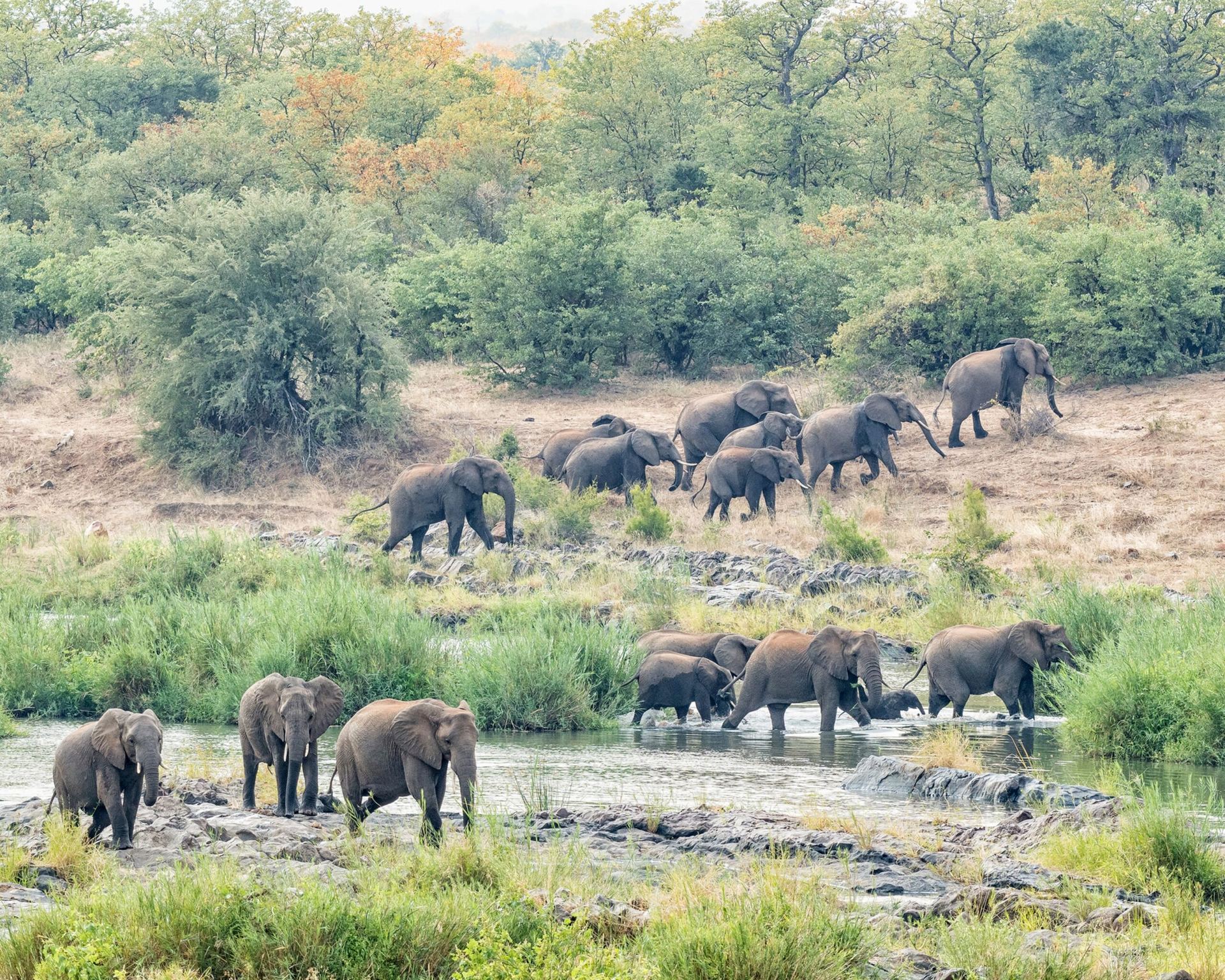 Elephants crossing river at sunset — Kruger safari