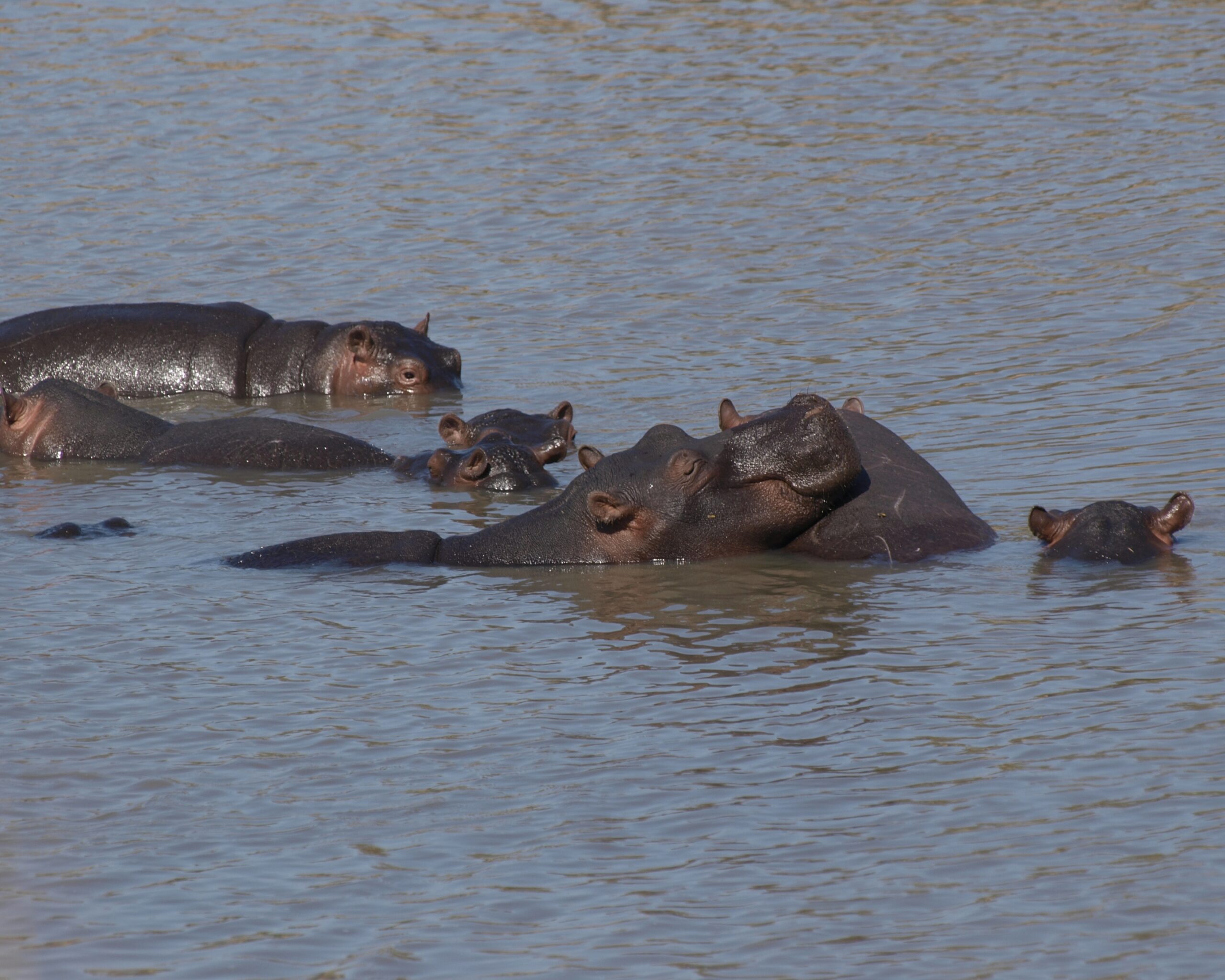 Outdoors — hippos