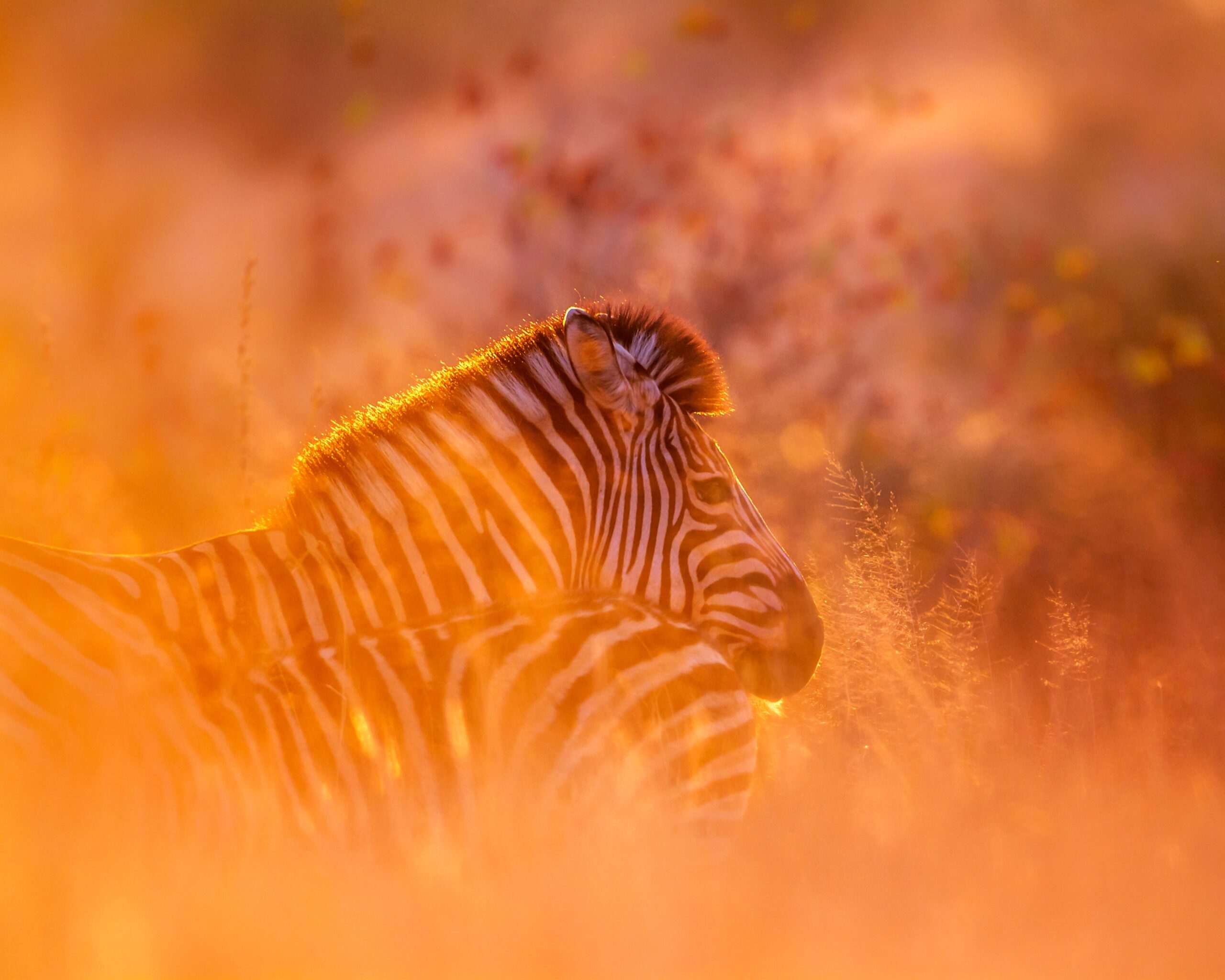 Classic Safari — Photographic