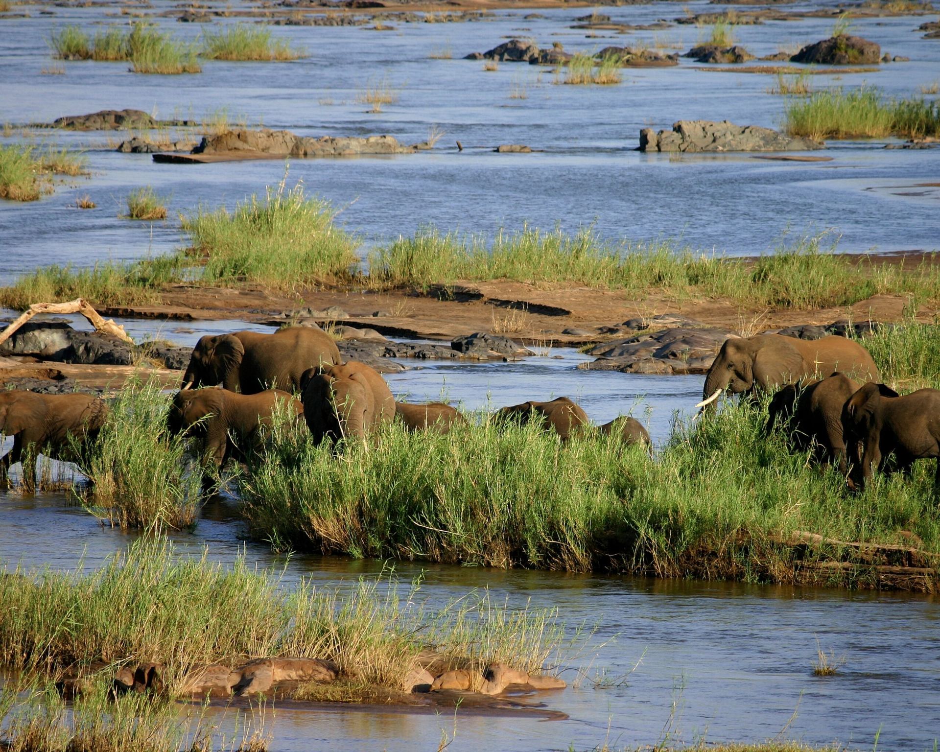 Kedibone Safari — Daily Safaris
